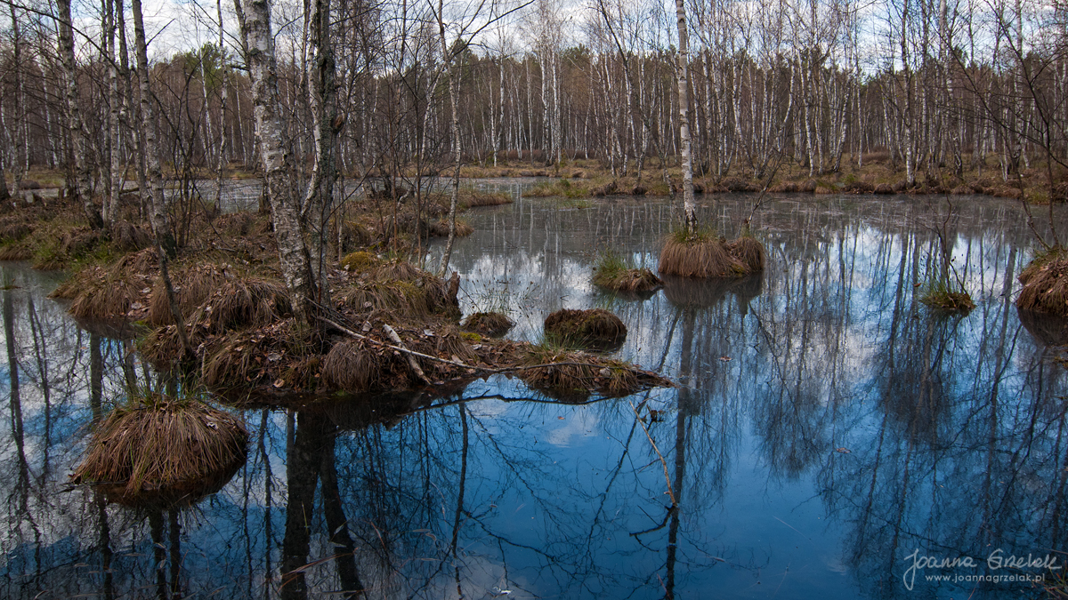 006_Biebrza - kwiecien 2010.jpg